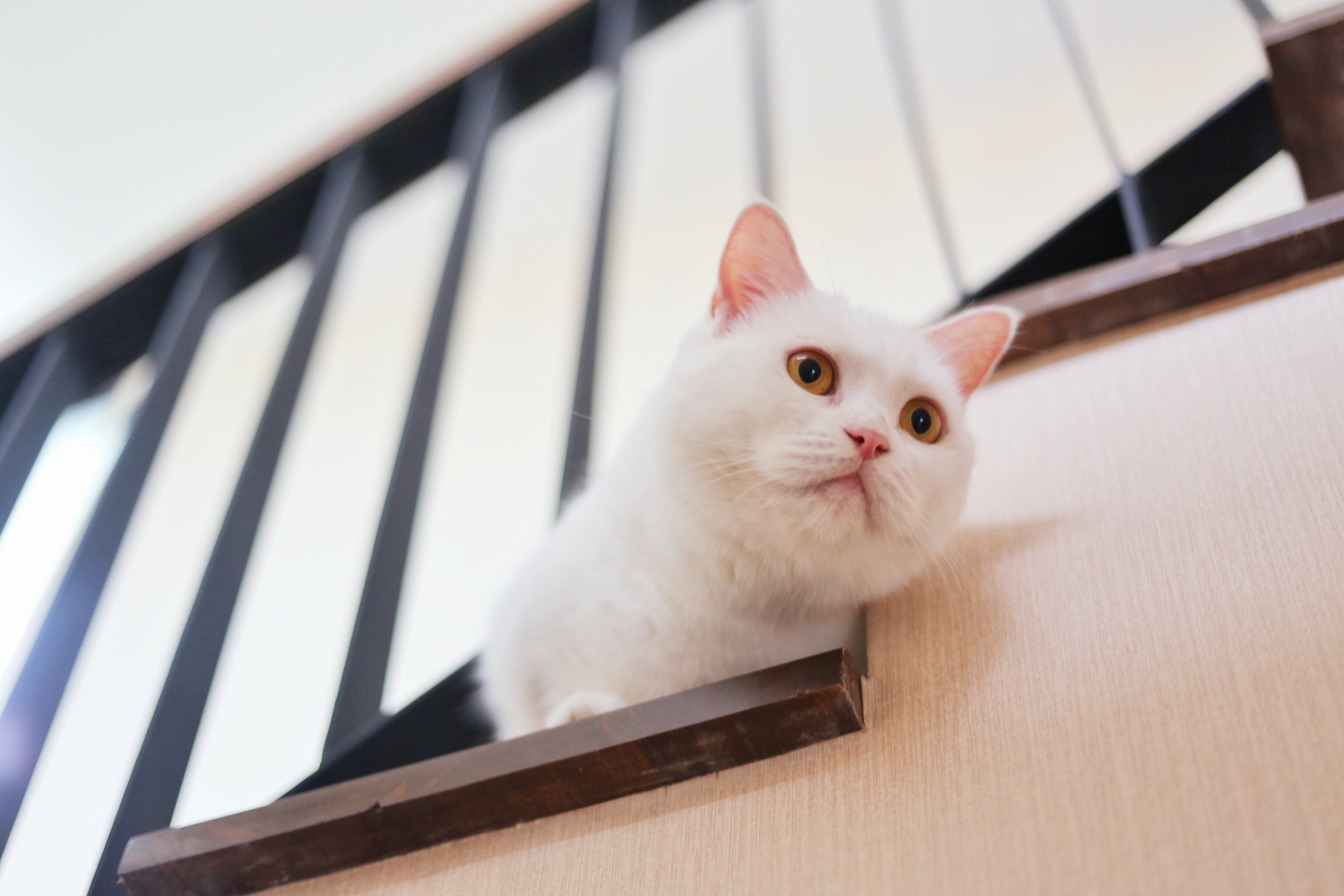 寵物用藥新制7月上路，藥師公會呼籲防檢署完善配套。圖／Freepik