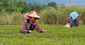 減班休息家數、人數雙下修　勞動部：訂單回穩