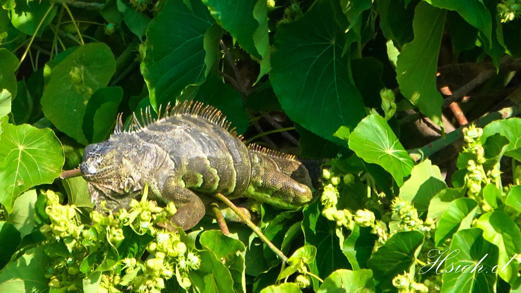 民宅旁空地見綠鬣蜥巢穴，台南市府安排委外廠商巡查。圖／臉書社團「愛森保-臺南市綠鬣蜥通報平臺」