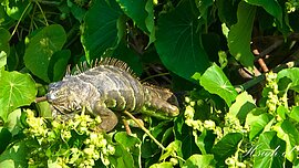 民宅旁空地見綠鬣蜥巢穴　南市府安排委外廠商巡查