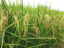 農業部修天災救助辦法　調高現金及低利貸款額度