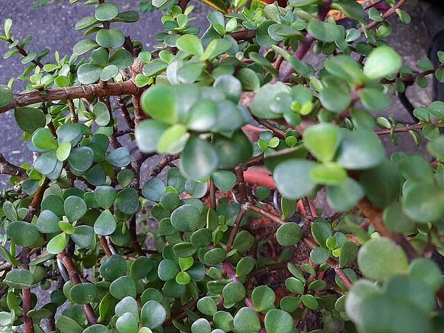 買屋風水化解 | 實價登錄比價王