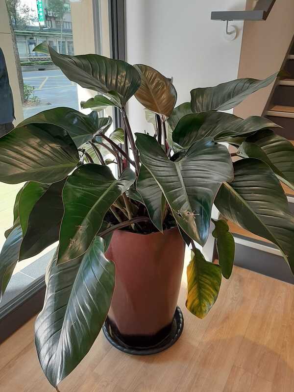 租屋快課力【房東篇3】房東回收房子後室內滿佈煙味，怎麼辦？