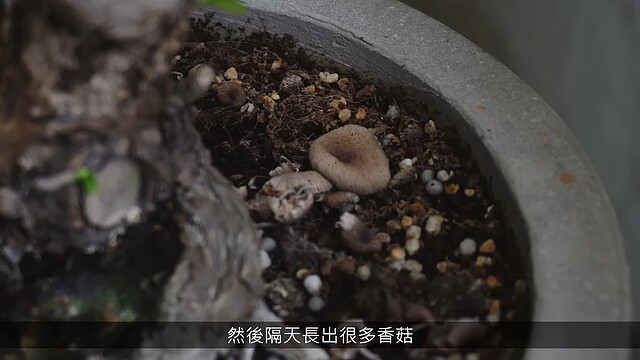 住在山上容易潮濕、平均氣溫偏低的問題,袁艾菲和老公家中盆栽,會出現「長香菇」的症狀。圖翻攝自袁艾菲 AiFei頻道