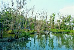 113年最易累積海廢海岸段　嘉義、雲林3處上榜