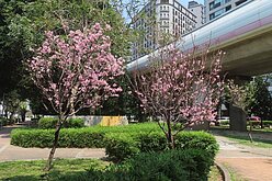 北市公園處盤點都市賞櫻秘境  捷運紅線花況正盛