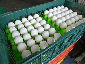 買氣轉弱、預計產量增　北市蛋商公會：蛋價降3元