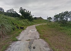 金門金沙養牛場占用國有地　百頭牛隻將遷移畜試所