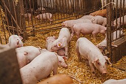 學校營養午餐使用國產肉　教部：從未查獲萊豬