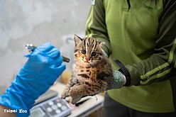 延續石虎媽「春捲」　雙姝取名「捲心蛋、捲心糕」