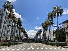 台南南區大林路景觀重塑　椰子行道樹將換樹種