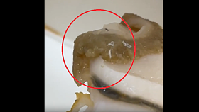 壽司疑有蟲卵中市稽查　爭鮮致歉：內部已進行調查