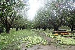 颱風丹娜絲侵襲致災　台南文旦初估剩1至3成