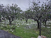 颱風丹娜絲農損破14億元　文旦柚損失逾2億最嚴重