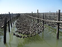 颱風重創台南農漁業　陳亭妃籲天災貸款首年免息