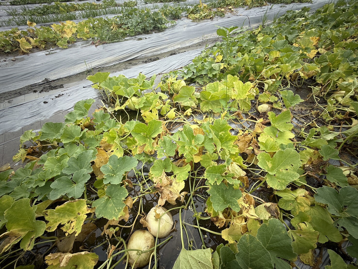 颱風加豪雨農損逾26億元　台南達10億最慘