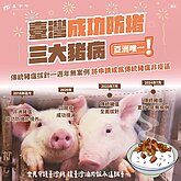 越南再爆非洲豬瘟　廣義省10天撲殺500頭豬