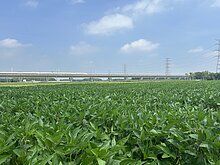雲林高鐵沿線稻田轉作雜糧　節水減緩地層下陷