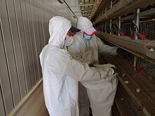 屏東114年首例禽場染禽流感　撲殺逾11萬隻鵪鶉