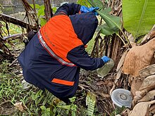 登革熱防線往北移　汐止確診新北首件本土病例