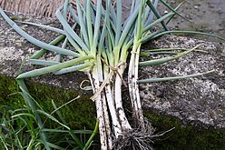 颱風鳳凰農損逾2000萬元　宜蘭、花蓮最嚴重