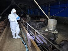 家戶廚餘養豬未解禁　日增284噸進焚化爐