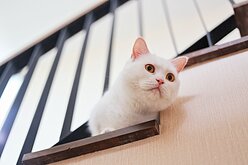 女子涉虐貓釀14死　北市府將依違反動保法約談