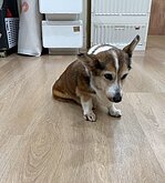 15歲柯基犬疑遭虐　北市府救援送醫通知飼主說明