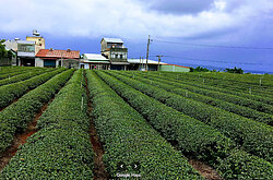 名間焚化爐爭議　陳駿季：農業部會把關農地變更